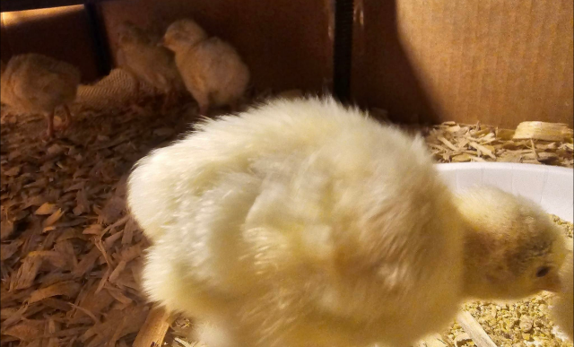 MWT Chicks Brooder 01.png