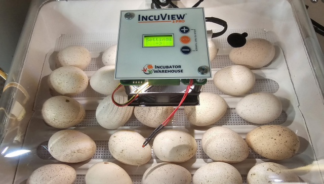 MWT Incubator 01.png